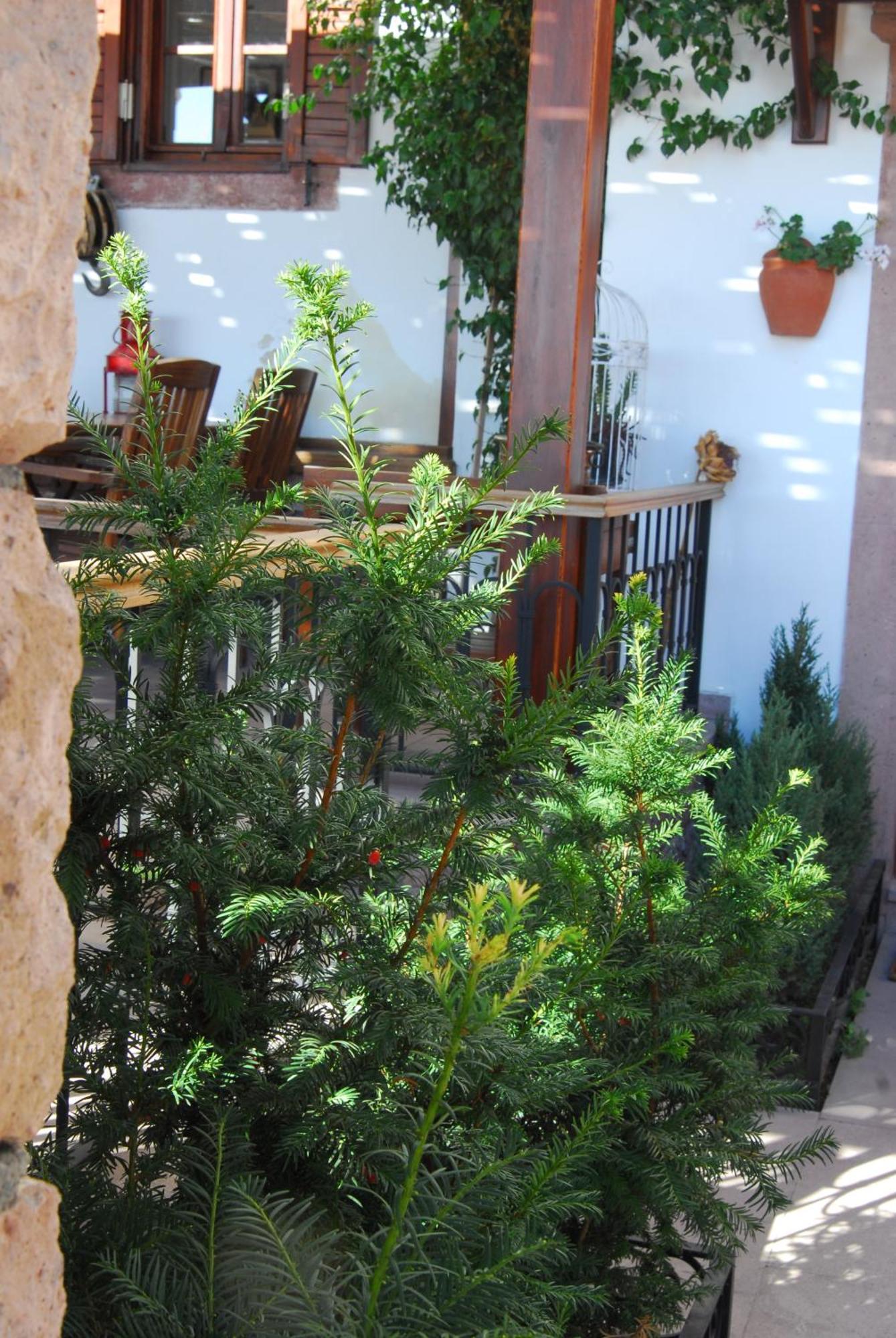 Aliye Hanim Hotel Ayvalik Ngoại thất bức ảnh